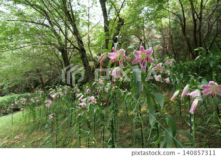 Beautiful forest path with blooming wild flowers in summer Beautiful forest path with blooming wild flowers in summer 140857311