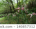 Beautiful forest path with blooming wild flowers in summer 140857312