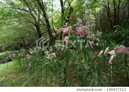 Beautiful forest path with blooming wild flowers in summer Beautiful forest path with blooming wild flowers in summer 140857312