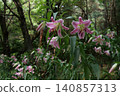 Beautiful forest path with blooming wild flowers in summer 140857313