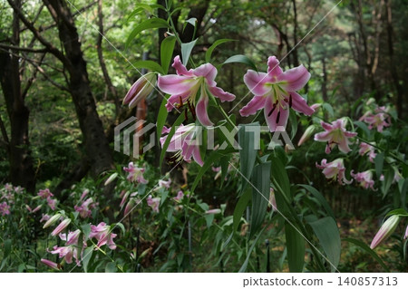 Beautiful forest path with blooming wild flowers in summer 140857313