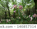 Beautiful forest path with blooming wild flowers in summer 140857314