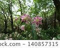 Beautiful forest path with blooming wild flowers in summer 140857315