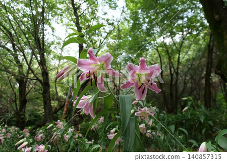 Beautiful forest path with blooming wild flowers in summer 140857315