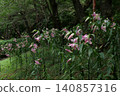 Beautiful forest path with blooming wild flowers in summer 140857316