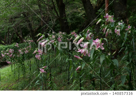 Beautiful forest path with blooming wild flowers in summer 140857316