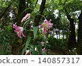 Beautiful forest path with blooming wild flowers in summer 140857317