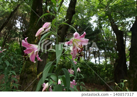 Beautiful forest path with blooming wild flowers in summer 140857317
