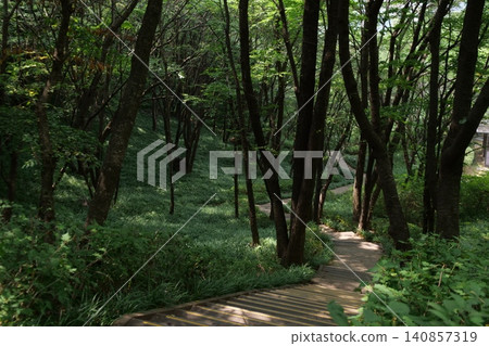 Beautiful forest path with blooming wild flowers in summer Beautiful forest path with blooming wild flowers in summer 140857319