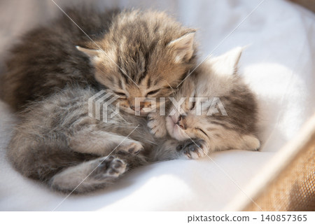 Close-up of two cute fluffy kittens sleeping and cuddling together in a basket indoors. Close-up of two cute fluffy kittens sleeping and cuddling together in a basket indoors. 140857365