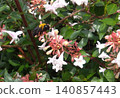 一隻大黃蜂正在從一朵白花上採集花蜜。 140857443