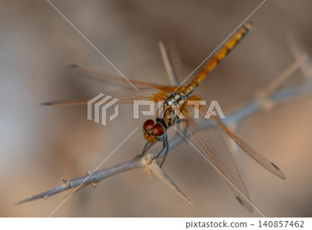 Dragonfly on a Branch in Golden Light, Cyprus Macro Dragonfly on a Branch in Golden Light, Cyprus Macro 140857462