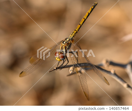 Dragonfly Perched on Branch at Sunset in Cyprus Dragonfly Perched on Branch at Sunset in Cyprus 140857464