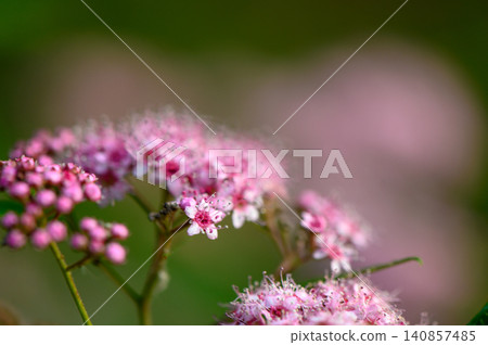 Spiraea japonica bright pink flowering shrub Rosaceae family landscape design favorite Spiraea japonica bright pink flowering shrub Rosaceae family landscape design favorite 140857485