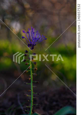 Purple wildflower stands tall in a lush green meadow as sunlight dances through the leaves in late afternoon Purple wildflower stands tall in a lush green meadow as sunlight dances through the leaves in late afternoon 140857532
