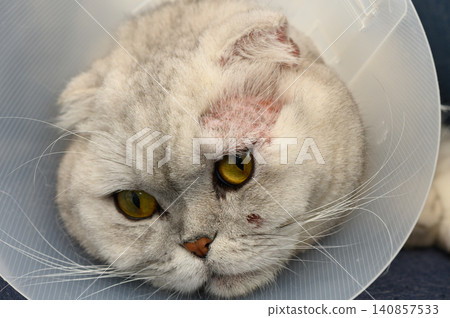 Charming gray cat with a cone on its head relaxing indoors after a playful day Charming gray cat with a cone on its head relaxing indoors after a playful day 140857533