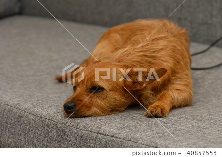 Relaxing dog enjoys quiet afternoon cozy couch while the sunlight filters softly through the window Relaxing dog enjoys quiet afternoon cozy couch while the sunlight filters softly through the window 140857553