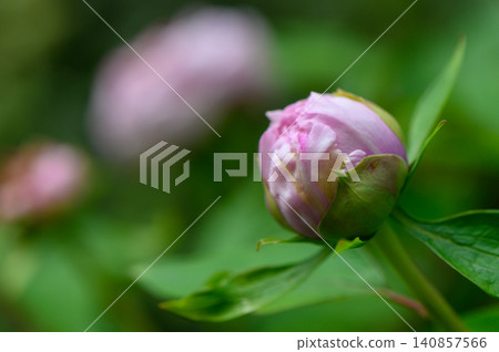 Tight Peony Bud with Visible Sepals Before Blooming Tight Peony Bud with Visible Sepals Before Blooming 140857566