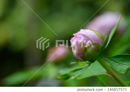 Large Pink Peony Bud Starting to Open with Dew Drops Large Pink Peony Bud Starting to Open with Dew Drops 140857571