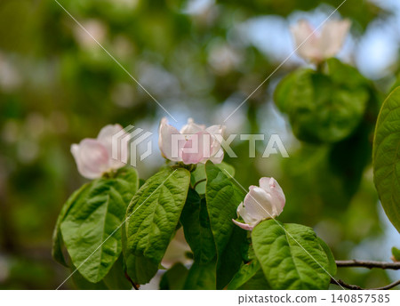 Quince Blossom Cydonia oblonga White and Light Pink Spring Flowers Quince Blossom Cydonia oblonga White and Light Pink Spring Flowers 140857585