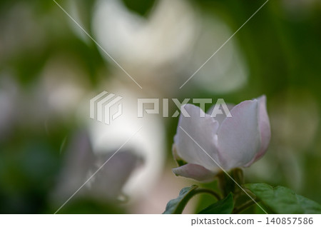 White Cydonia Oblonga Flower with Golden Stamens White Cydonia Oblonga Flower with Golden Stamens 140857586