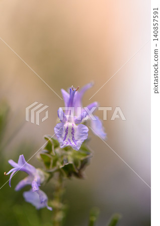Top View of Rosemary Sprigs Textured Herbal Background 140857591
