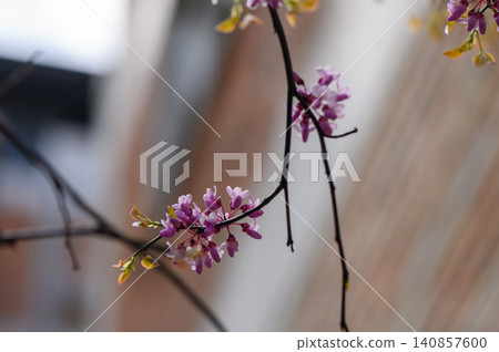 Judas Tree Branch with Clusters of Pink Flower Close Up Judas Tree Branch with Clusters of Pink Flower Close Up 140857600