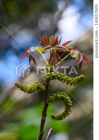 Fresh Walnut Shoot with Unfolding Leaves Spring Growth Macro Fresh Walnut Shoot with Unfolding Leaves Spring Growth Macro 140857609