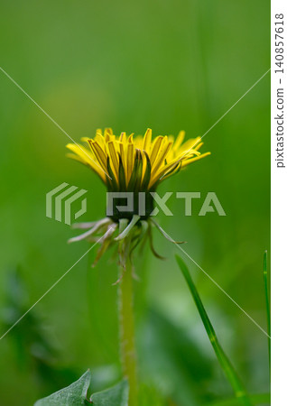 Yellow Dandelion Flower Taraxacum Officinale Close Up Macro Yellow Dandelion Flower Taraxacum Officinale Close Up Macro 140857618