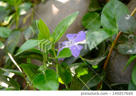 Periwinkle Vinca Flower Creeping Ground Cover Plant Periwinkle Vinca Flower Creeping Ground Cover Plant 140857689