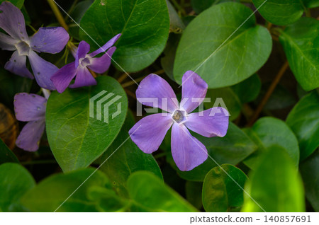 Vinca Minor Ground Cover with Two Blue Purple Flowers Vinca Minor Ground Cover with Two Blue Purple Flowers 140857691
