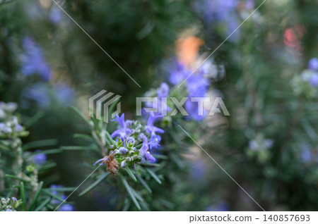Rosemary Flowers Close Up Blue Blooms on Green Needle Leaves Rosemary Flowers Close Up Blue Blooms on Green Needle Leaves 140857693