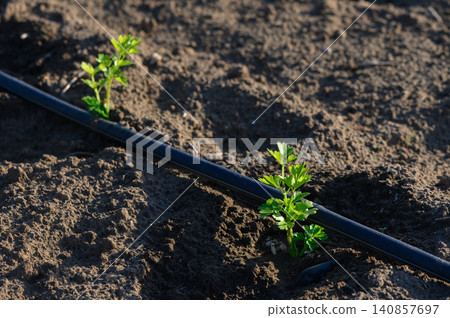 Fresh green plants emerging from rich soil beneath a bright sun ivibrant garden 140857697