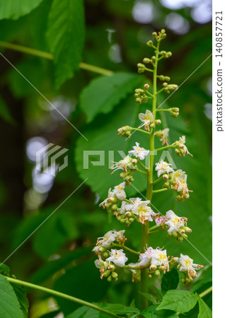 Flowering Horse Chestnut Tree Aesculus Hippocastaneum in Full Bloom Flowering Horse Chestnut Tree Aesculus Hippocastaneum in Full Bloom 140857721