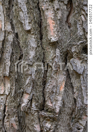 Mature Tree Bark Texture Resembling Douglas Fir Mature Tree Bark Texture Resembling Douglas Fir 140857722