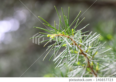 Close Up of Scots Pine Branch Pinus Sylvestris Needles and Bark Close Up of Scots Pine Branch Pinus Sylvestris Needles and Bark 140857723