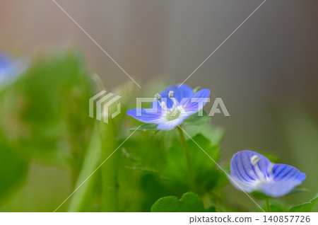 Macro of Small Purple Wildflowers Among Green Grass Blades Macro of Small Purple Wildflowers Among Green Grass Blades 140857726