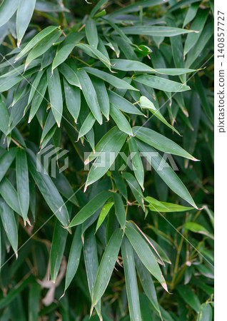 Close Up of Bamboo Bush Green Culms and Leaves 140857727