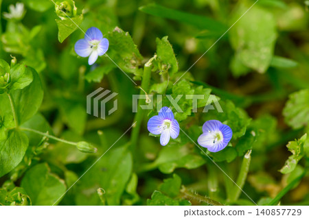 Persian Speedwell Flowers on Green Background Close Up Persian Speedwell Flowers on Green Background Close Up 140857729
