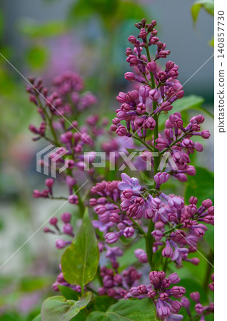 Lilac Branch with Dense Purple Flower Panicles Against Green Foliage Lilac Branch with Dense Purple Flower Panicles Against Green Foliage 140857730