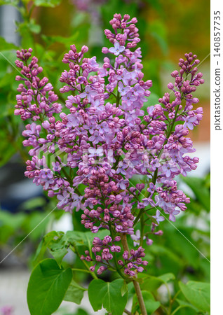 Lilac Branch with Flowers Syringa Vulgaris Spring Bloom Lilac Branch with Flowers Syringa Vulgaris Spring Bloom 140857735