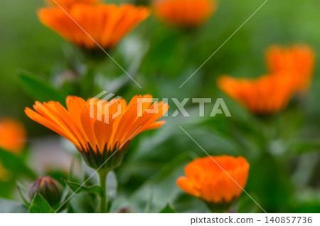 Three Orange Calendula Flowers Growing Together Macro View Three Orange Calendula Flowers Growing Together Macro View 140857736