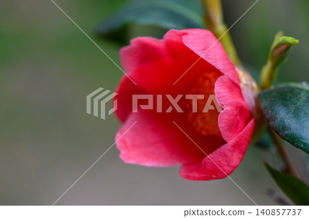 Camellia Japonica Large Pink Flower Close Up Macro Detail Camellia Japonica Large Pink Flower Close Up Macro Detail 140857737
