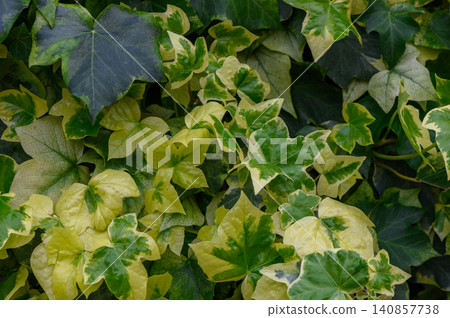 Common Ivy Texture Hedera Helix English Ivy Close Up Common Ivy Texture Hedera Helix English Ivy Close Up 140857738
