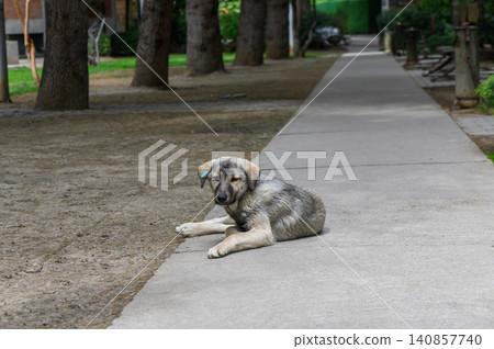 Street Dog or Shepherd Mix Resting on Pavement Sidewalk Street Dog or Shepherd Mix Resting on Pavement Sidewalk 140857740