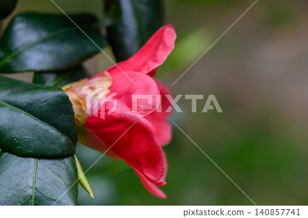 ed Camellia Flower with Waxy Petals and Yellow Center Close Up ed Camellia Flower with Waxy Petals and Yellow Center Close Up 140857741