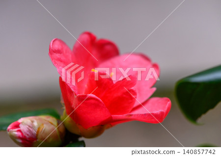 White Camellia Flower with Pale Pink Edges Close Up White Camellia Flower with Pale Pink Edges Close Up 140857742
