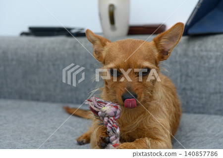 Playful dog enjoys chewing on a colorful rope toy while lounging comfortably on a soft gray couch in a cozy indoor space Playful dog enjoys chewing on a colorful rope toy while lounging comfortably on a soft gray couch in a cozy indoor space 140857786