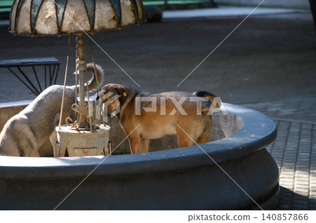 Street Dog with Yellow Ear Tag Drinking from Fountain, Tbilisi, Georgia Street Dog with Yellow Ear Tag Drinking from Fountain, Tbilisi, Georgia 140857866
