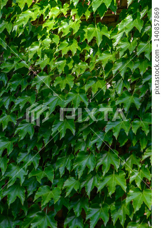 Vertical Close Up of Boston Ivy Parthenocissus tricuspidata Climbing Wall Vertical Close Up of Boston Ivy Parthenocissus tricuspidata Climbing Wall 140857869